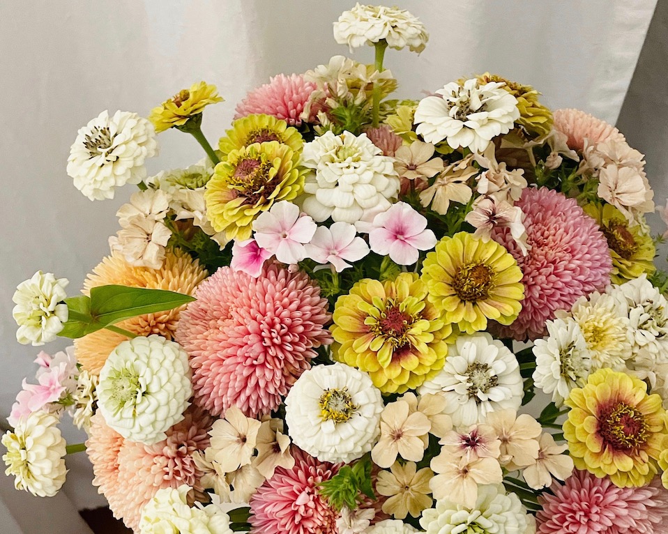 kestävät leikkokukat ja leikkokukkien hoito