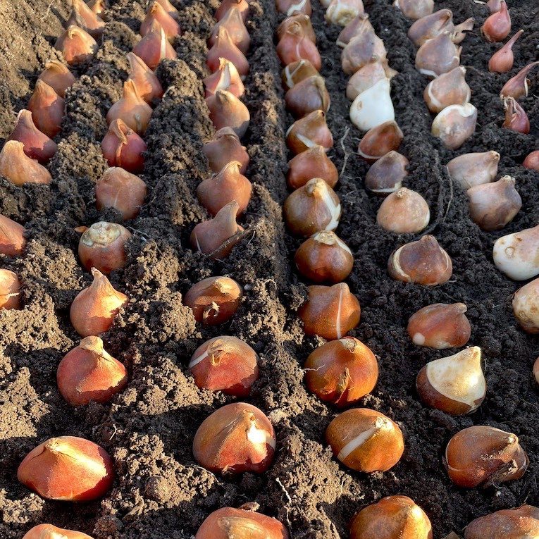 tulppaanien istutus syksyllä