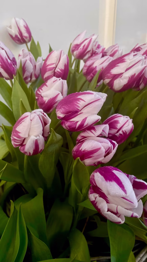 Amsterdam tulppaanit Amsterdam tulppaanit