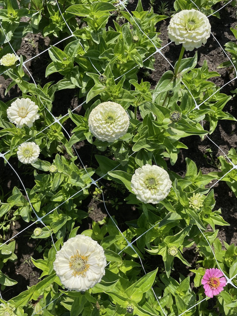 Tsinnia eri värejä