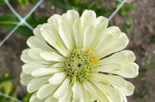 Zinnia elegans Polar Bear Tsinnia 2