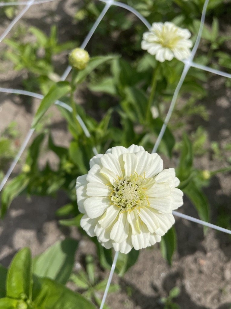 Zinnia elegans Polar Bear Tsinnia