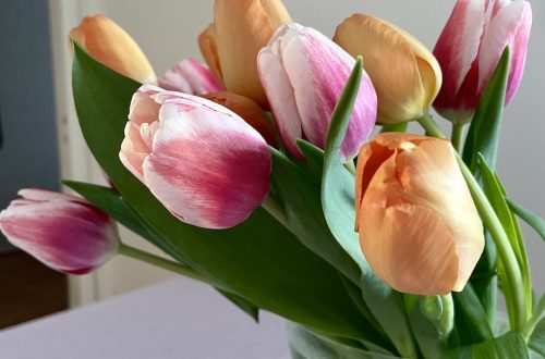 Tulppaanin hoito ja miten saa tulppaanit kestämään