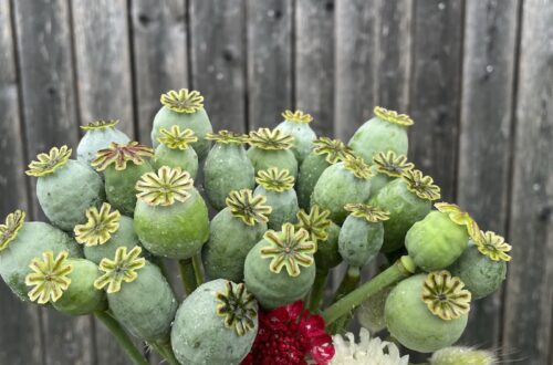 Unikko Bowling Ball kimppu