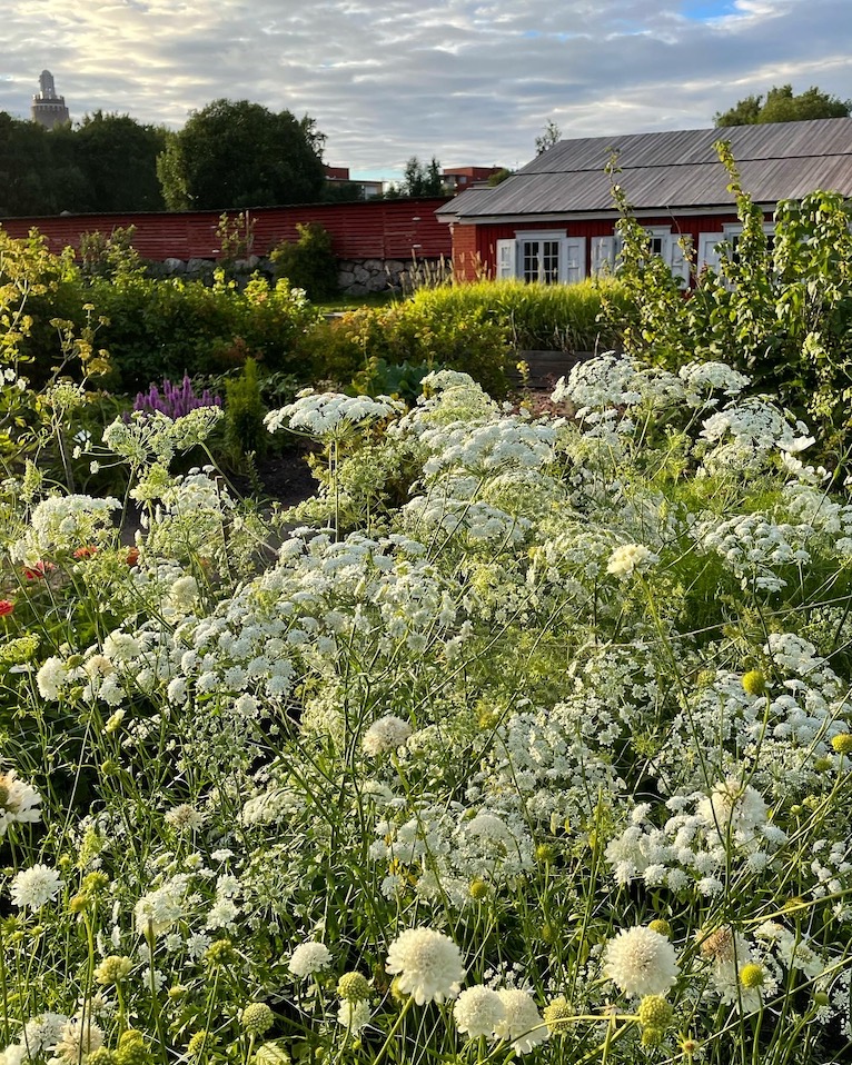 Silberdill ‘Knorpelmöhre‘ Saatgut – Ammi Majus, Für Brautschleier & Sträuße, Einjährig