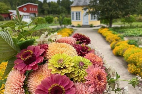 Aspegrenin puutarha leikkokukat