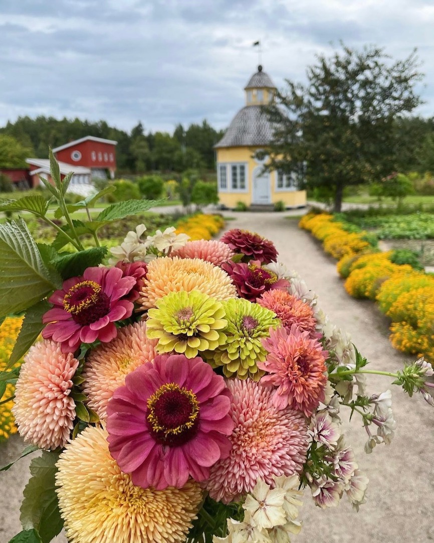 Aspegrenin puutarha leikkokukat