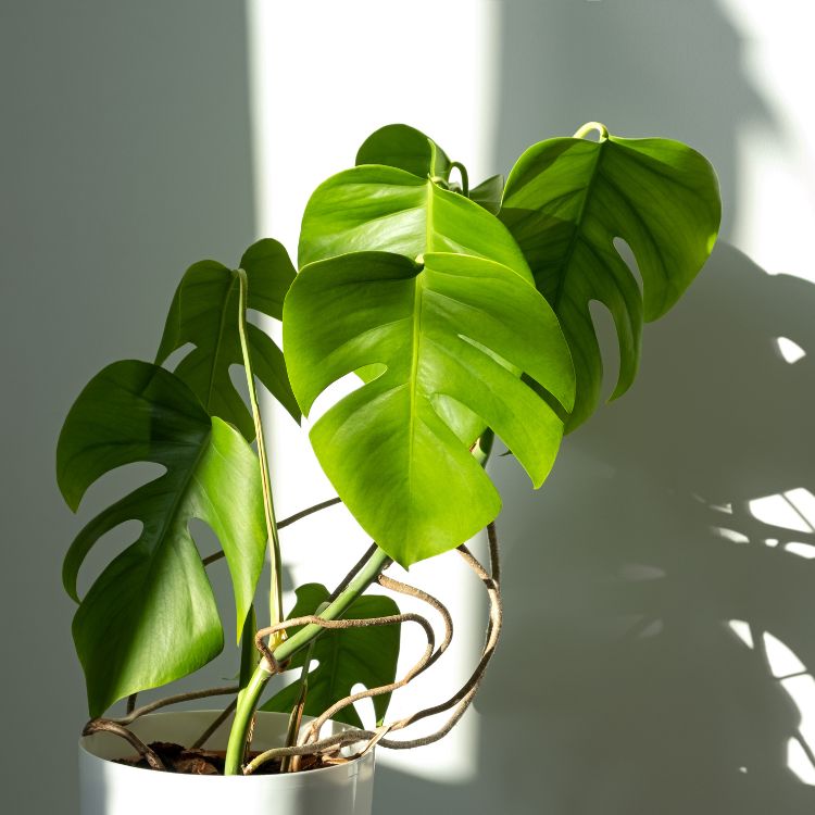 Jättipeikolehti hoito-opas