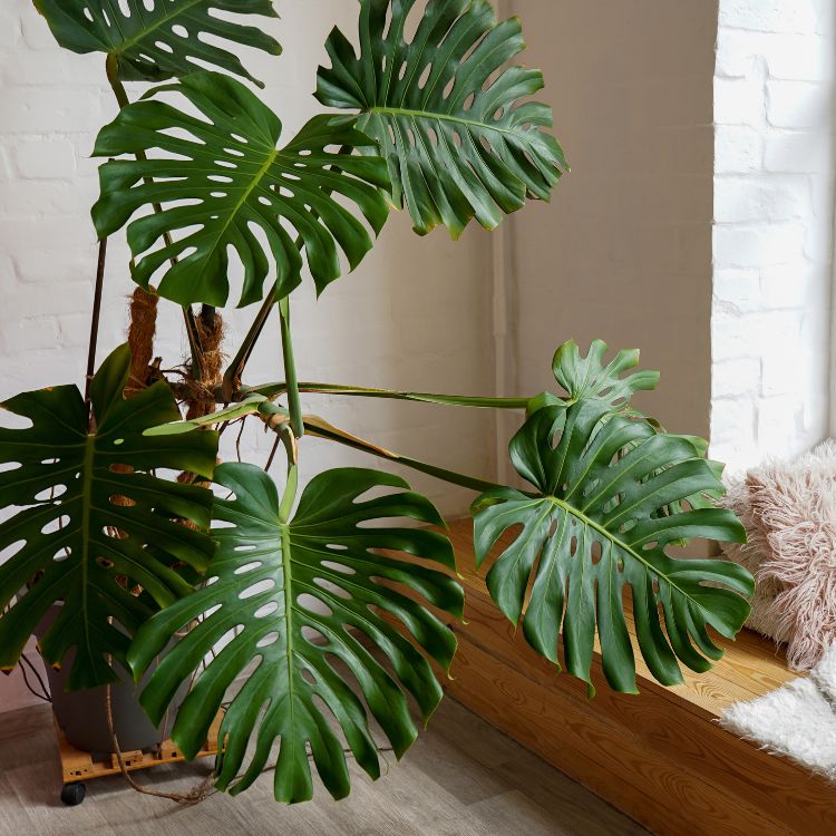 Jättipeikonlehden kasvatus ja hoito-ohjeet