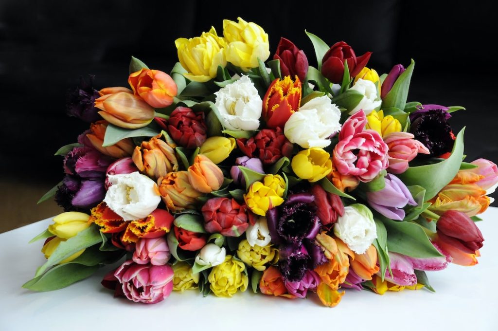 Sekaväriset tulppaanit