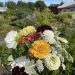 Slow Flowers