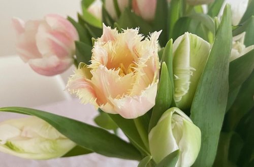 Vaaleanpunainen tulppaani