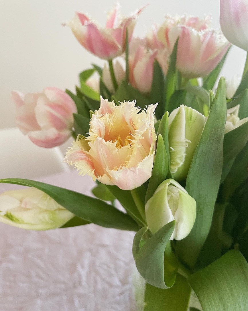 Vaaleanpunainen tulppaani