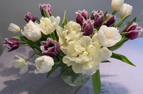 tulppaanien säilytys jääkaapissa