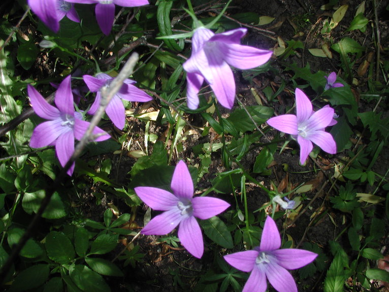 Metsäkukka harakankello