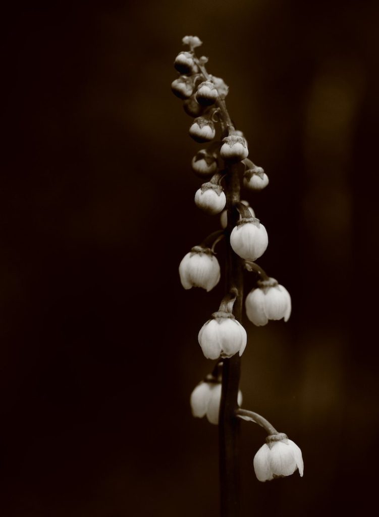 Metsäkukka isotalvikki