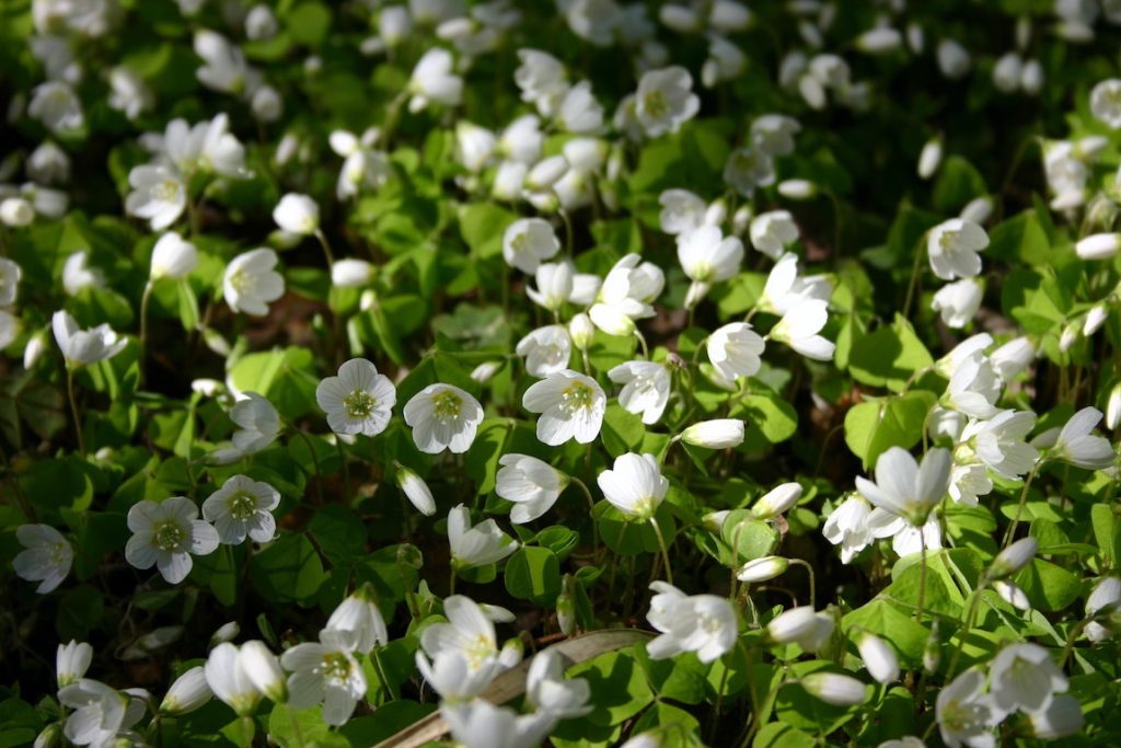 Metsäkukat käenkaali eli ketunleipä