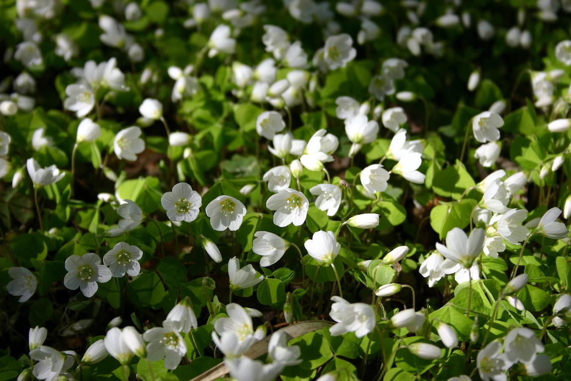 Mets kukat Suomessa Tunnista Lajit Slow Flower Garden