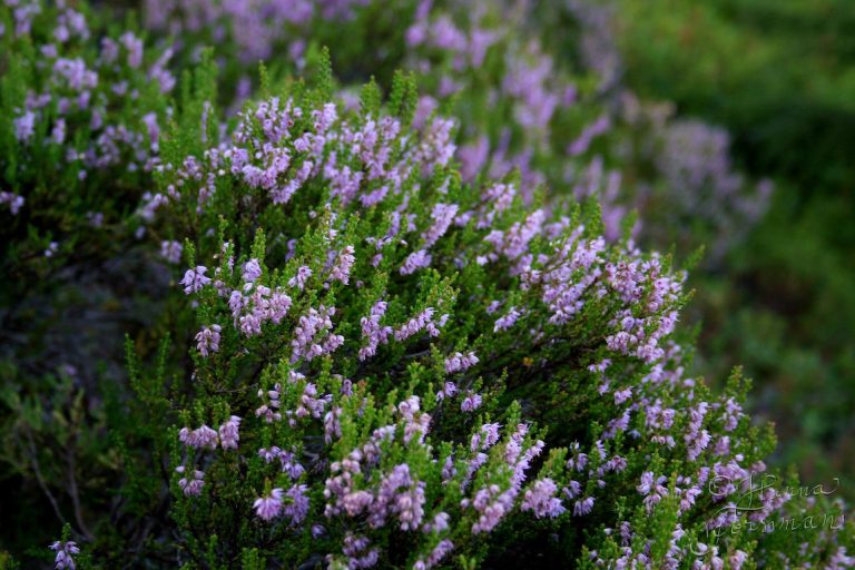 mets-kukat-suomessa-tunnista-lajit-slow-flower-garden