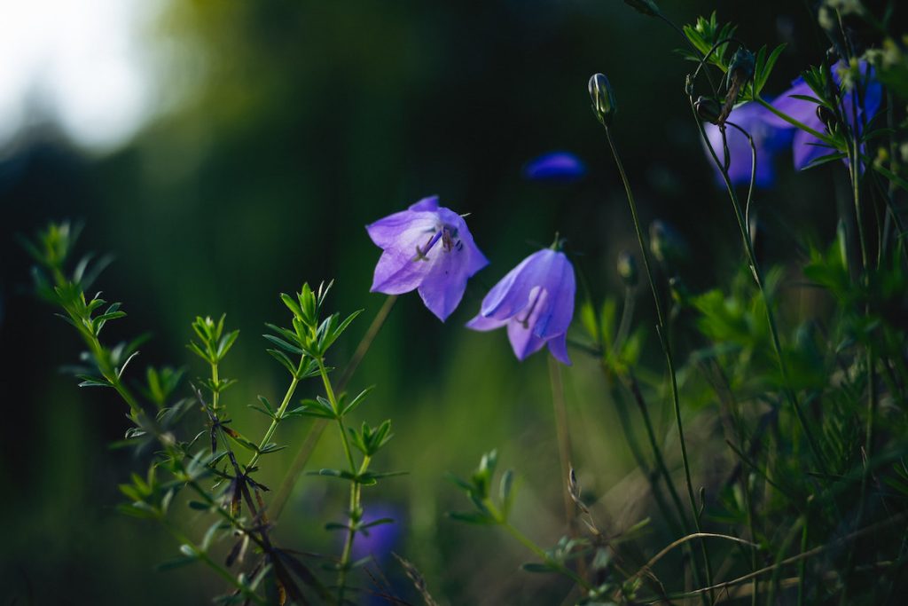Metsäkukka kissankello