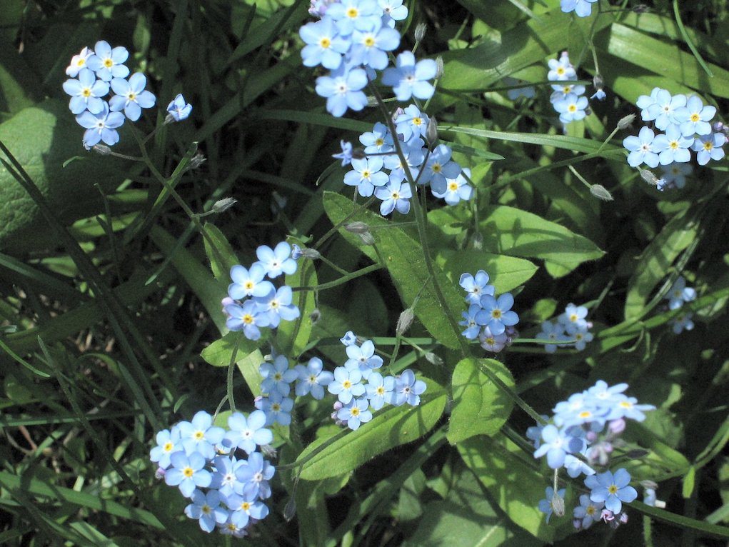 Metsäkukka luhtalemmikki