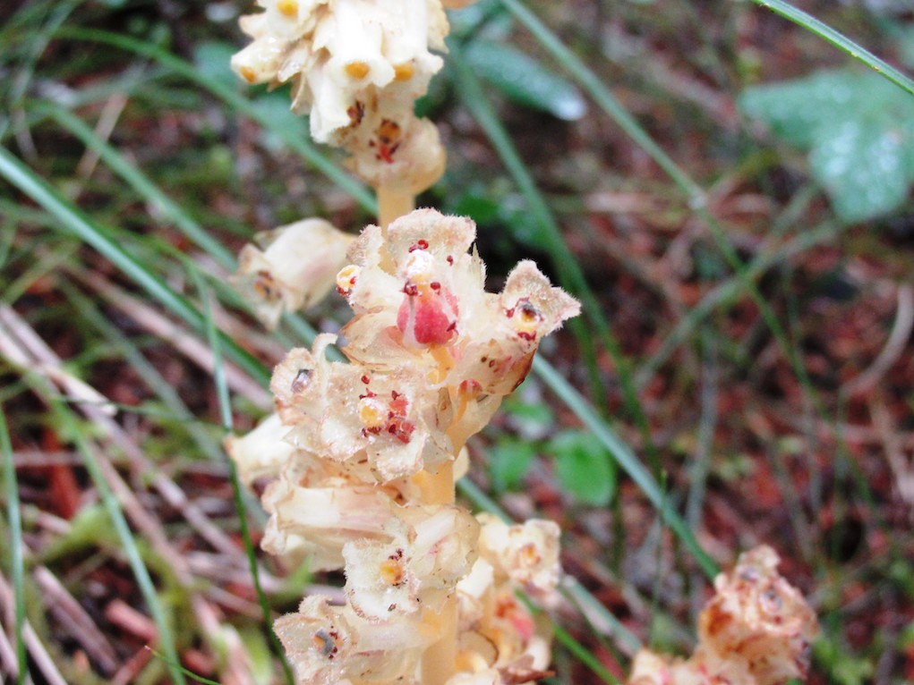 Metsäkukka mäntykukka