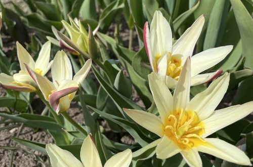 Slow flower garden tulppaanit