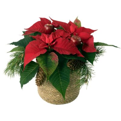 Joulutraditio, joulutähti