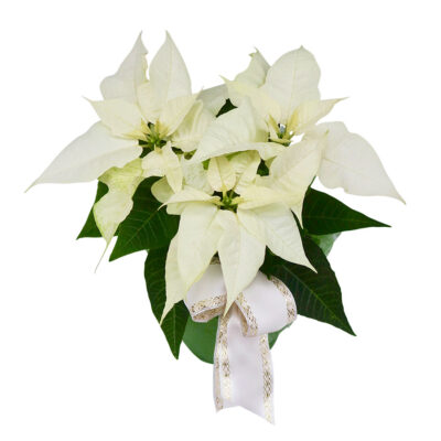 valkoinen joulutähti