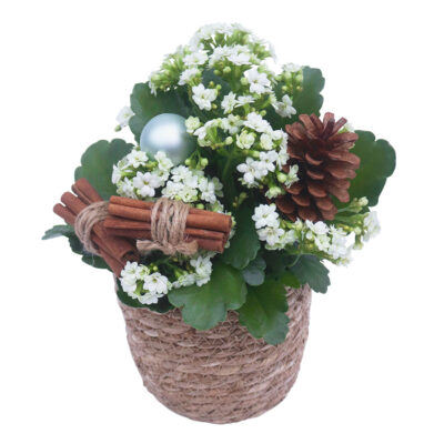 Joulun odotus, valkoinen