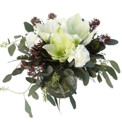 Joulukuusen tähti kukka