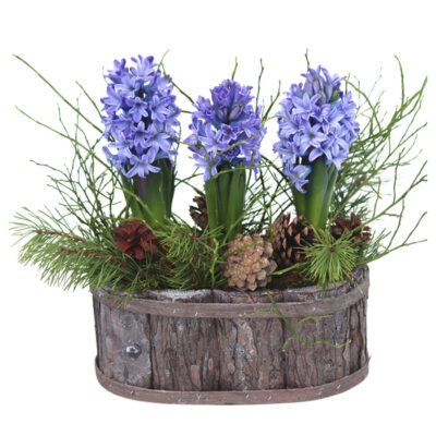 Tuoksun tunnelmaa, sininen