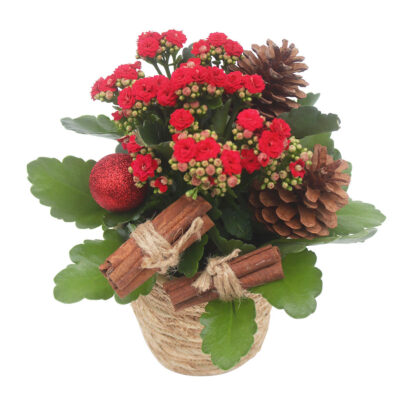 Joulun odotus, punainen