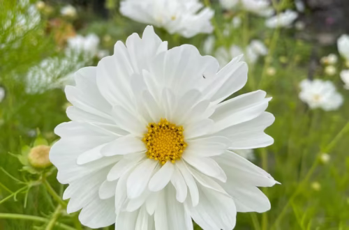 punakosmos eli kosmoskukka